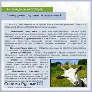 Через сколько коза приходит в охоту