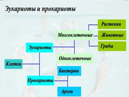 Клеточная структура эукариоты и прокариоты