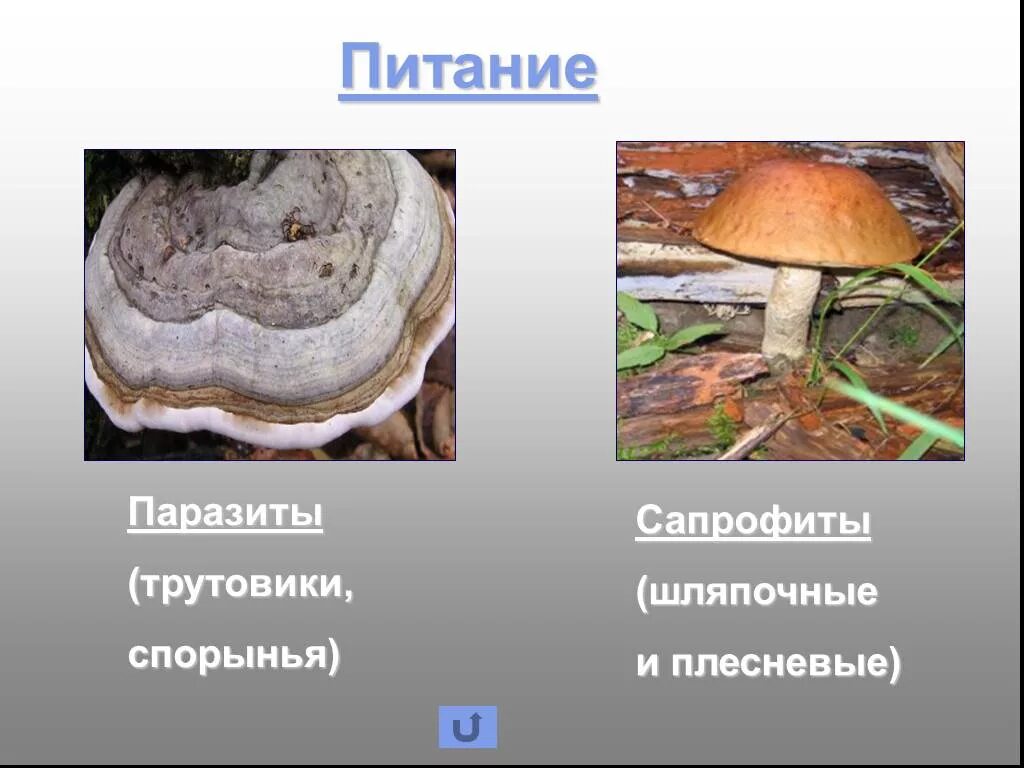 Трутовик сосновый (окаймленный трутовик). Грибы паразиты гриб трутовик. Трутовик шляпочный гриб. Ядовитые шляпочные грибы. Паразитический гриб трутовик.