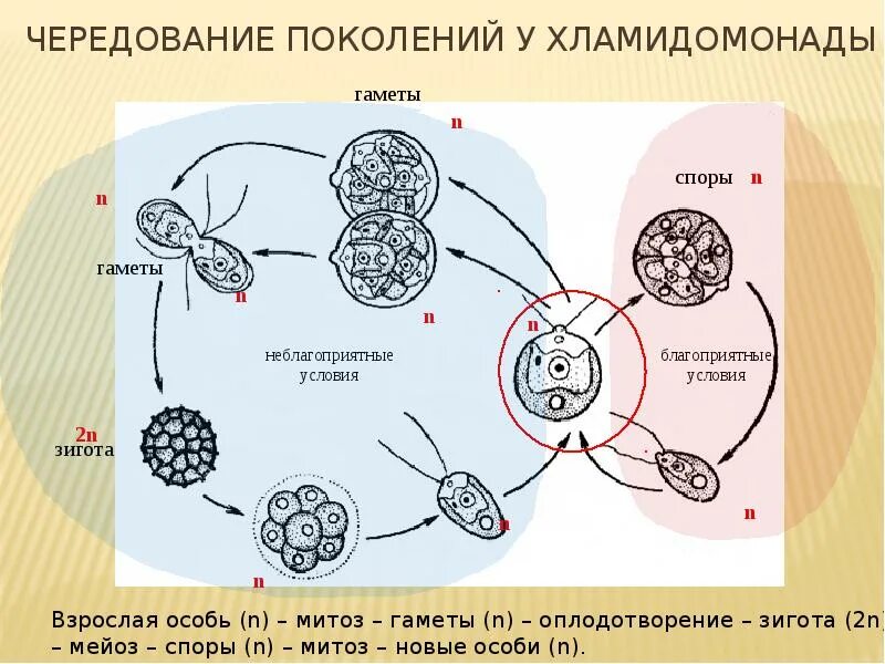 Гамета отличается от зиготы тем что