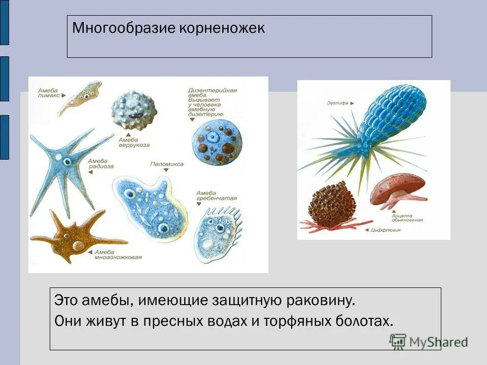 Тип саркодовые. Класс корненожки представители. Саркодовые корненожки. Класс Саркодовые корненожки. Саркодовые простейшие представители.