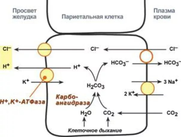 механизм синтеза соляной кислоты биохимия. реакция образования соляной кислоты в желудке. секреция соляной кислоты в желудке. механизм секреции соляной кислоты париетальной клетки. клеточный механизм секреции соляной кислоты.