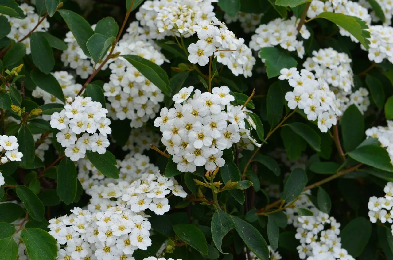 Спирея Вангута. Спирея vanhouttei. Спирея Вангутта белая. Спирея Вангутта (Spiraea vanhouttei). Куст невеста фото