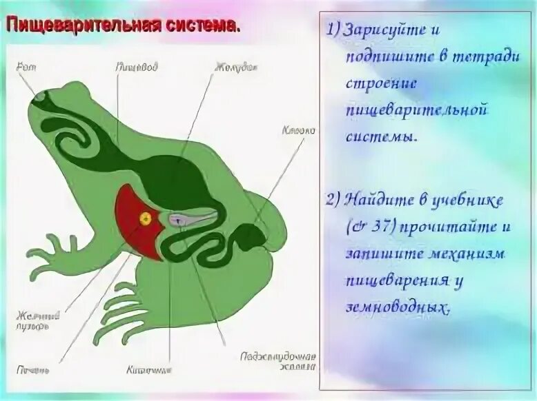 Строение пищеварительной системы земноводных. Строение и функции внутренних органов земноводных конспект. Пищеварительная система амфибий кратко. Сообщение на тему строение и функции внутренних органов земноводных. Земноводные пищеварительная система таблица