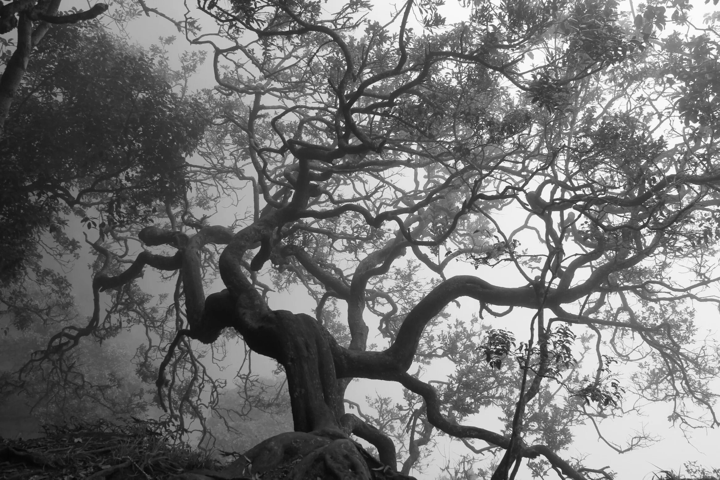 Scary tree