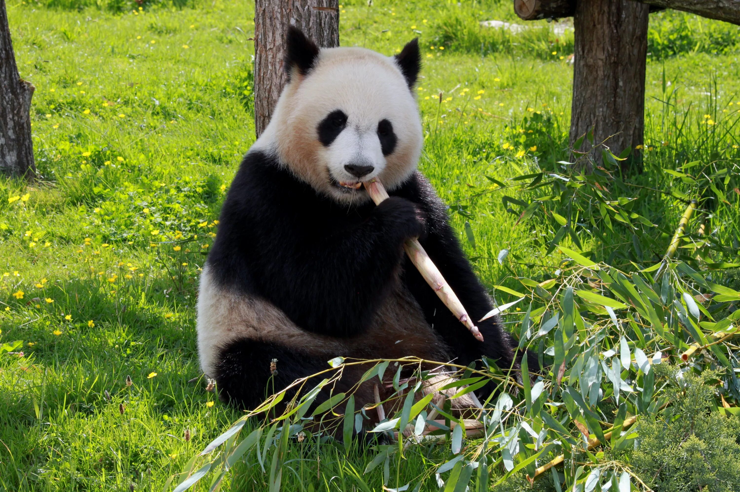 Большая Панда бамбуковый медведь. Китай Панда бамбук. Большая Панда в Китае. Китай бамбуковый медведь Панда. Большая панда медведь