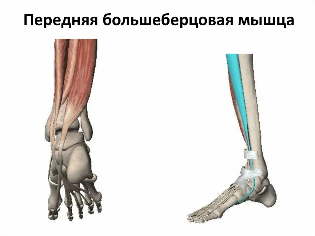 Сухожилие передней большеберцовой мышцы