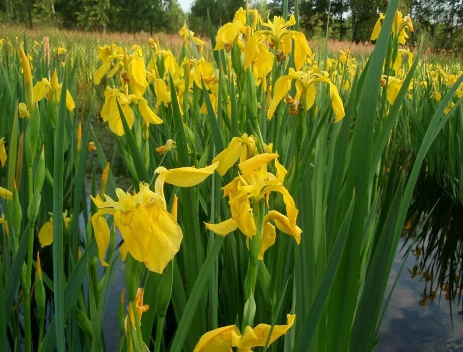 Ирис болотный фото. Ирис болотный (аировидный). Ирис жёлтый – Iris pseudacorus. Ирис болотный аировидный желтый. Ирис болотный Касатик.
