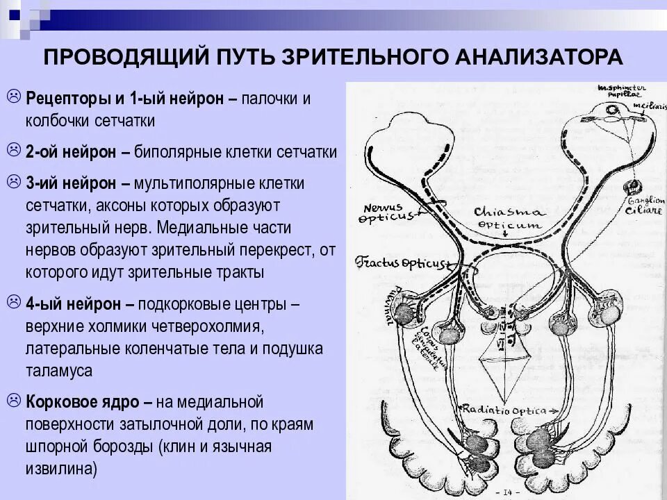 Проводящие пути зрительного анализатора. Сетчатая оболочка глаза проводящий путь зрительного анализатора. Проводящий путь зрительного анализатора Нейроны. Схема передачи импульса зрительного анализатора. Проводниковый отдел анализатора состоит