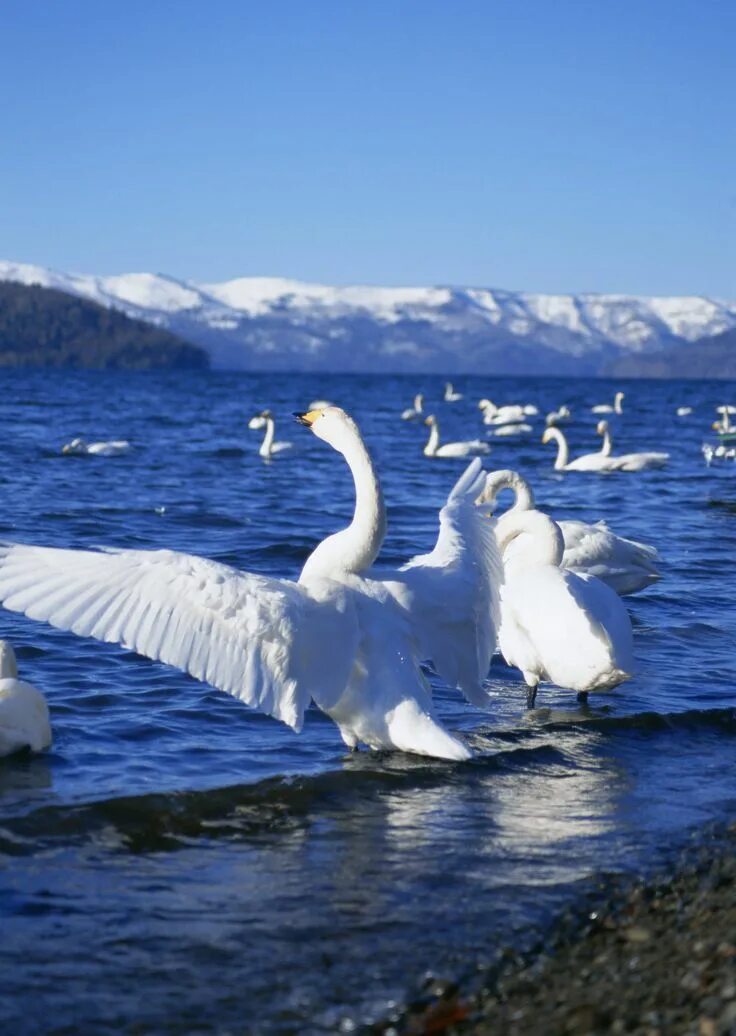 Красивые белые лебеди. Белый лебедь. Красивые лебеди. Белоснежный лебедь. Белая Лебедушка.