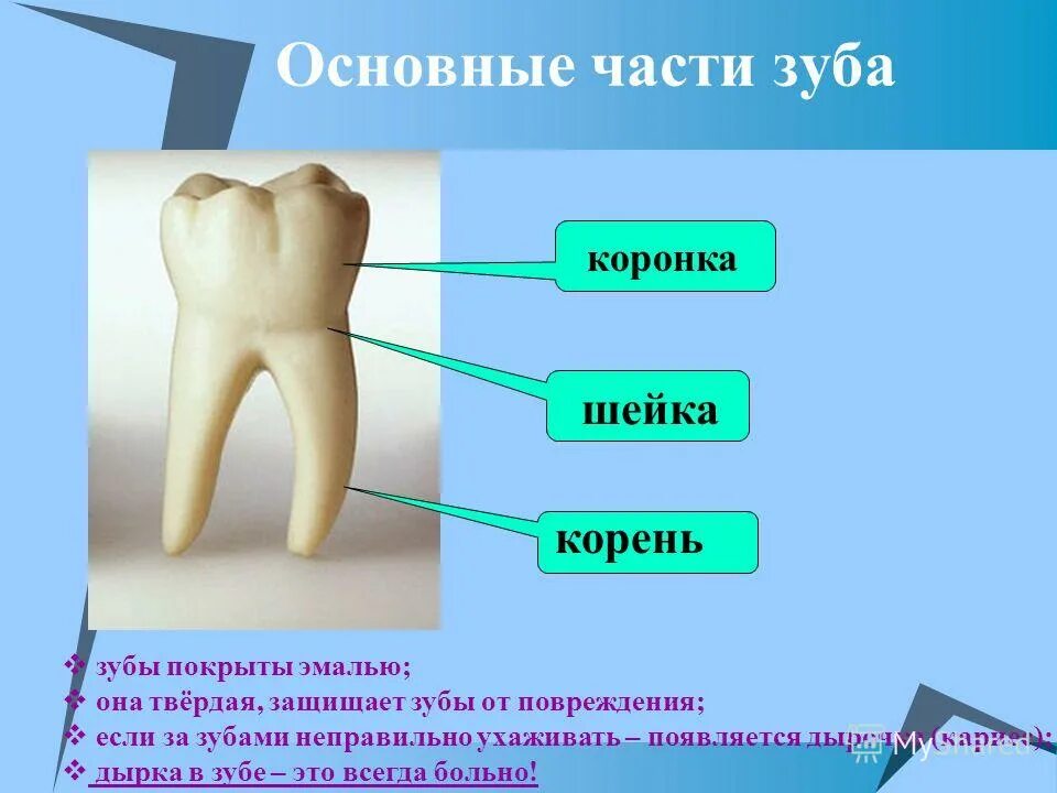 Какие части у зуба. Строение зуба. Корень зуба расположен в.