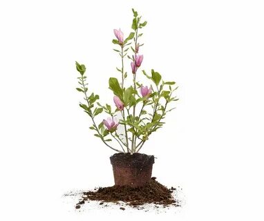 Jane plant