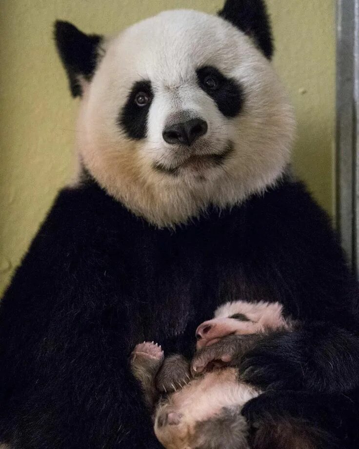 Как назвали родившуюся панду. Детёныш панды новорожденный. Панда. Панда в китае. Новорожденные панды.