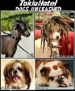 Dogs листинг