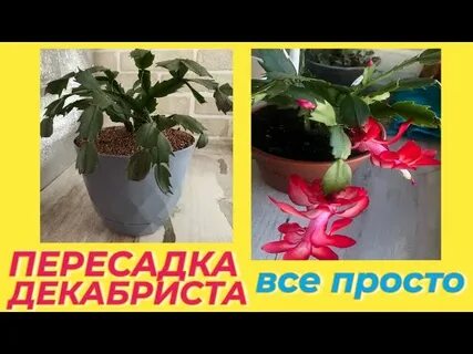 Грунт для декабриста