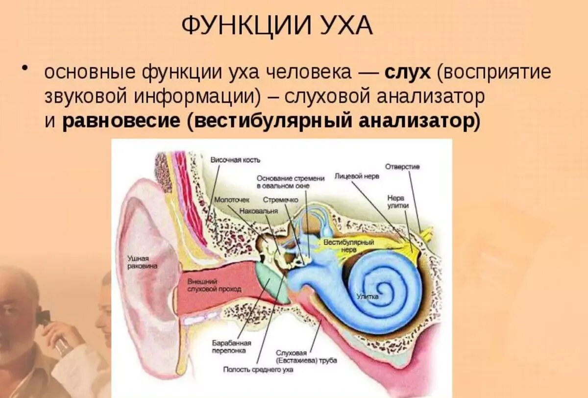 Функции отделов слухового анализатора. Наружное ухо строение и функции анатомия. Структура уха и его функции. Строение и функции отделов уха человека. Строение наружного среднего внутреннего уха их функции.