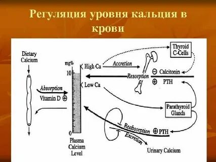 Регуляция кальция