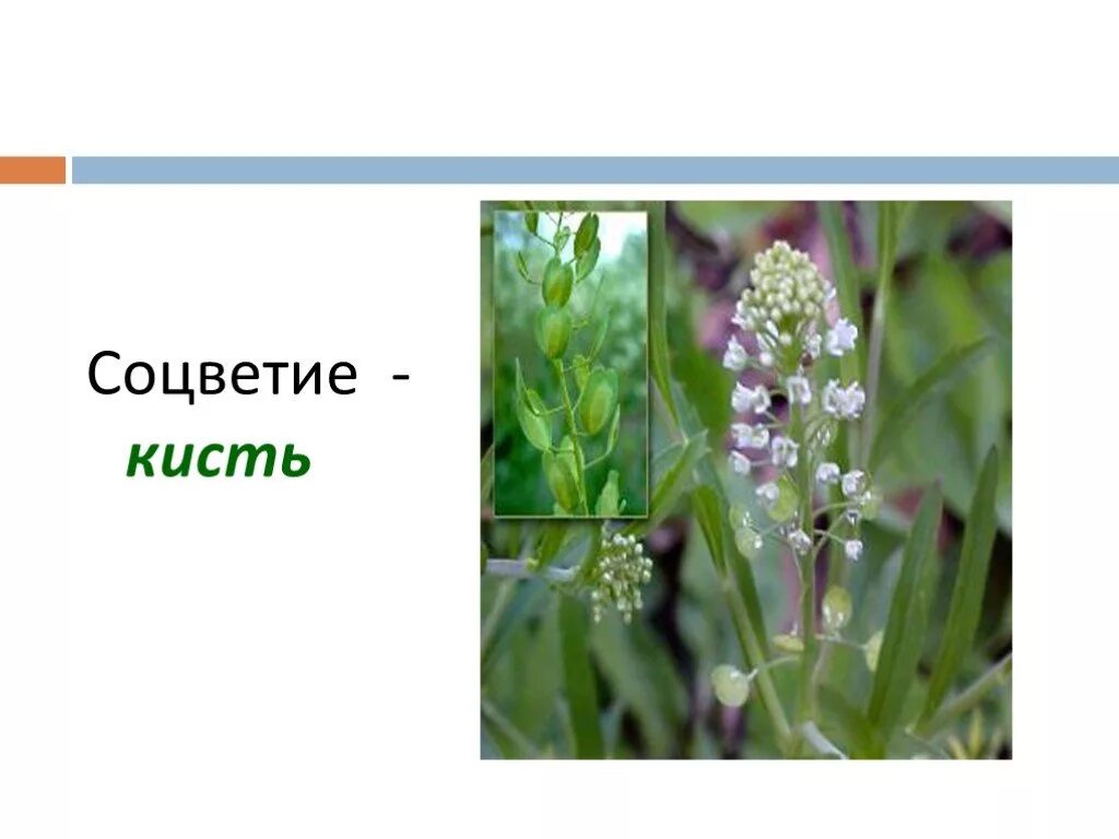 Крестоцветные кисть. Соцветие кисть у крестоцветных. Растения с соцветием кисть. Семейство крестоцветные соцветие. Отметь соцветие кисть.