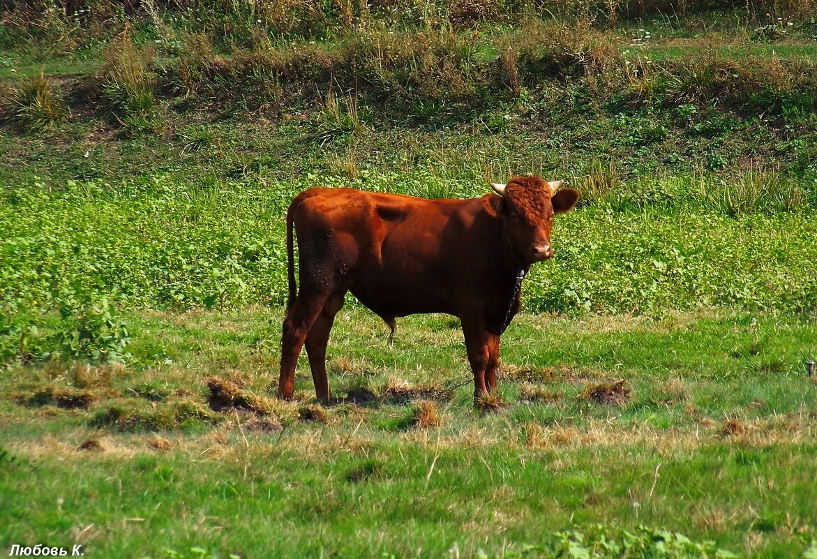 Теленок. Бычок бык молодой. Бычок трехлетка. Порода бантенг бык. Рыжая корова.