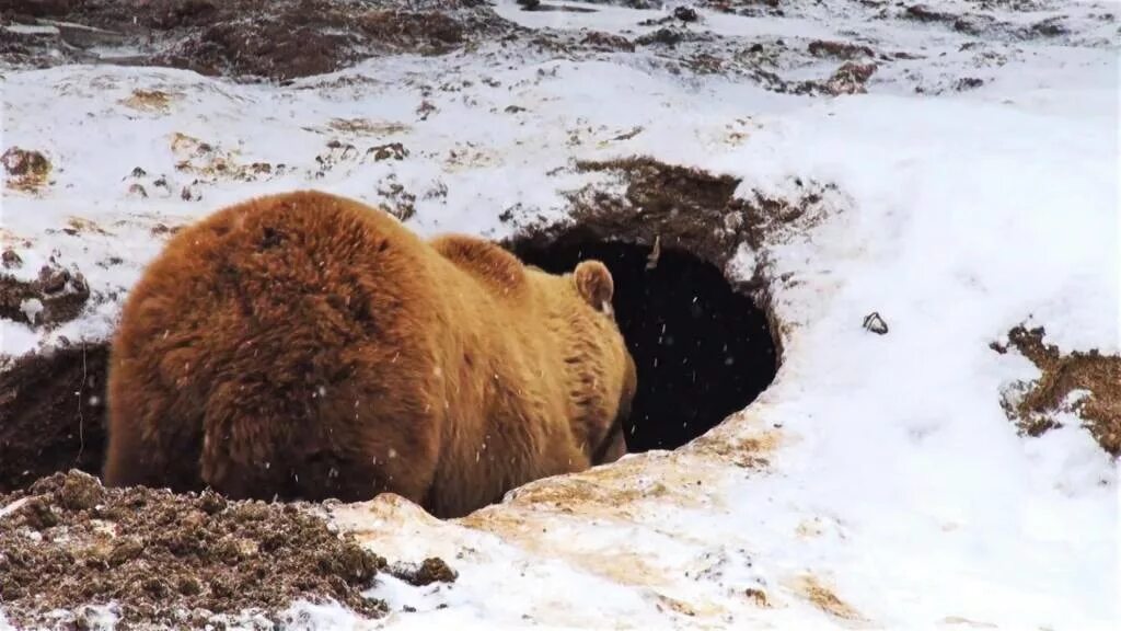 Бурый медведь зимой в берлоге. Бурый медведь в спячке. Бурый медведь в берлоге. Медвежья Берлога.