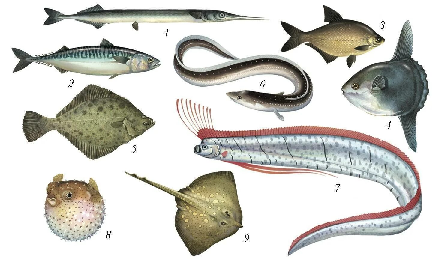 Животные обитатели воды имеют обтекаемую форму тела. Форма тела рыб. Морские рыбы. Различные формы тела рыб. Лентовидная форма тела рыб.