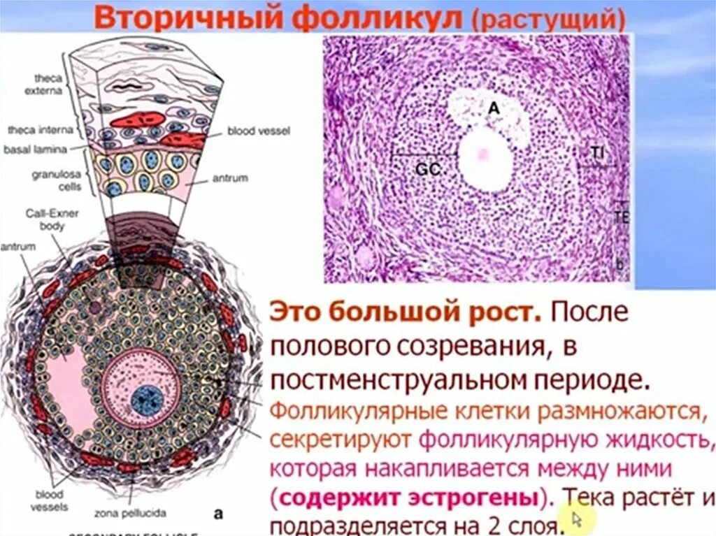 Находится в фолликуле. Вторичный фолликул яичника гистология. Вторичный фолликул гистология строение. Строение первичного фолликула. Первичный фолликул состоит.