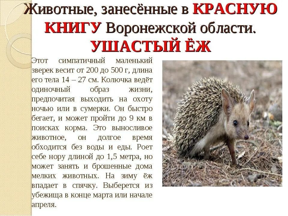 Почему еж ушастый. Ушастый еж красная книга ставропольского края. ушастый ёж красная книга воронежской области. красная книга воронежской области книга животные. животные занесенные в красную книгу воронежской области ушастый еж.