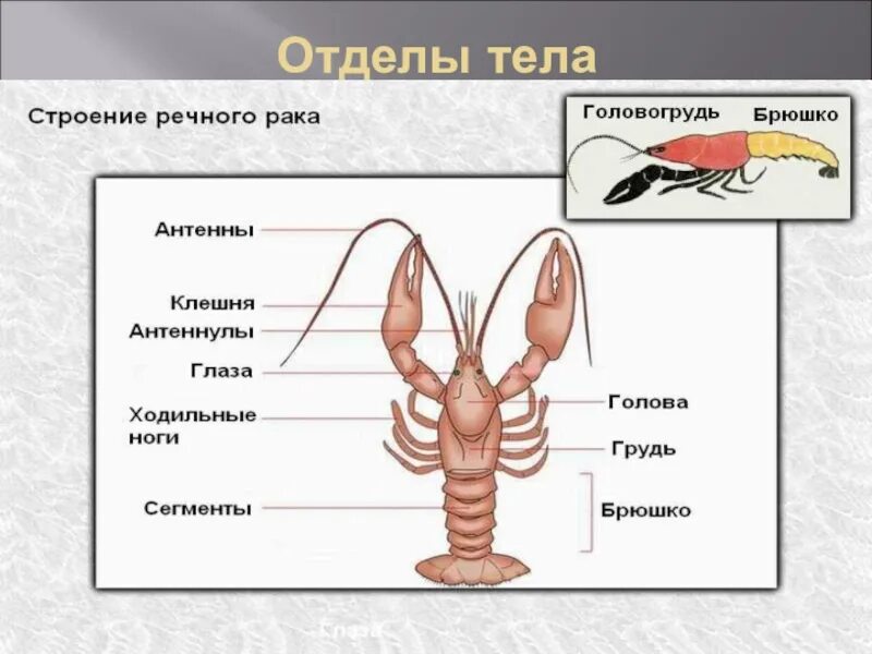 Антенны у ракообразных. Антеннулы и антенны у ракообразных. отделы тела головогрудь и брюшко. отделы тела голова грудь и брюшко. головогрудь и брюшко грудь.