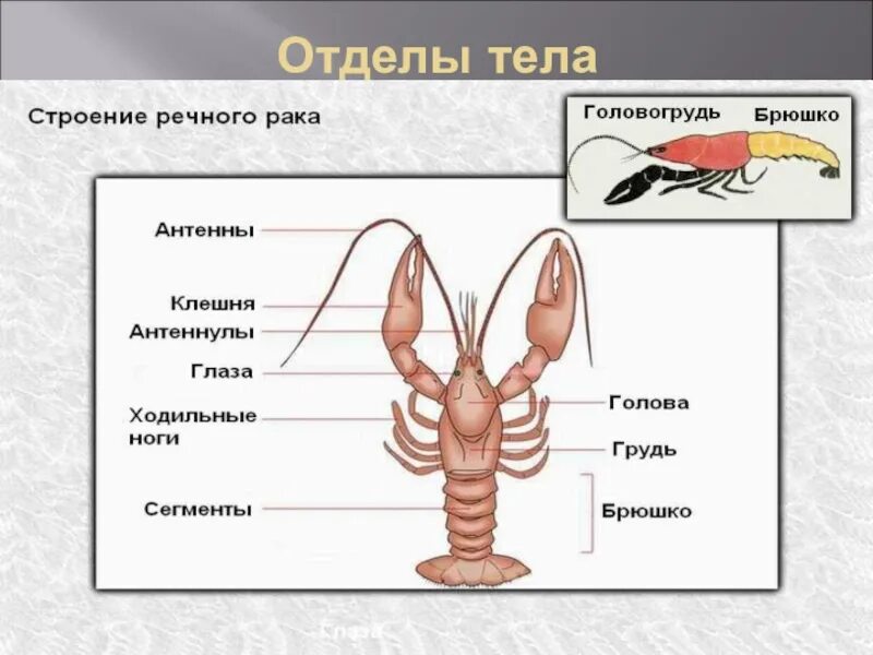 Строение речного рака рисунок. Антеннулы и антенны у ракообразных. Отделы тела головогрудь и брюшко. Отделы тела голова грудь и брюшко. Головогрудь и брюшко грудь.