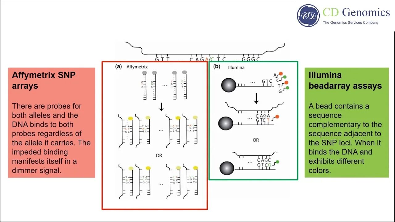 Single nucleotide polymorphism. Single nucleotide polymorphism