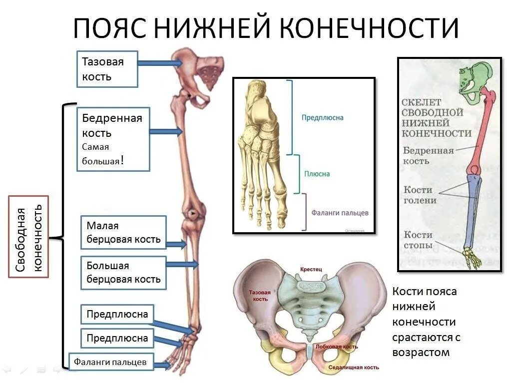 Скелет верхней конечности человека биология 8 класс. Отдел скелета человека пояс нижних конечностей. Кости пояса нижних конечностей человека анатомия. Отделы скелета свободной нижней конечности строение.