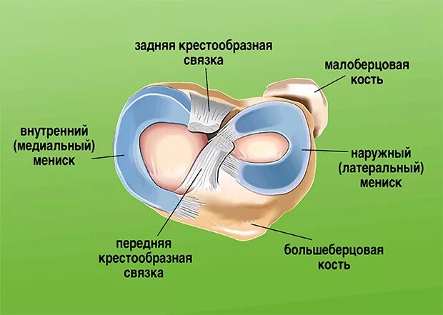 Менископатия медиального мениска. Строение мениска коленного сустава анатомия. Мениски колена анатомия. Медиальный мениск коленного сустава анатомия.