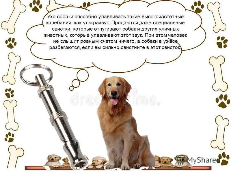 Собачьи звуки. Звук пугающий собак. звуки которые отпугивают собак. раздражающий звук для собак. слух собаки.