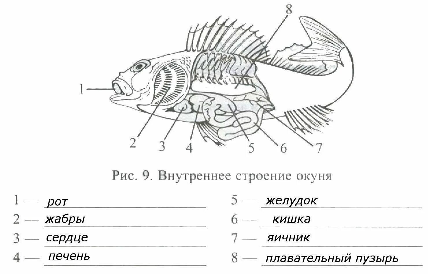 Тест по теме рыбы ответы. Внутренне строение речного окуня. Внутреннее строение окуня биология 7 класс. Внешнее и внутреннее строение рыбы 7 класс биология. Внутреннее строение окуня биология 7 класс рисунок.