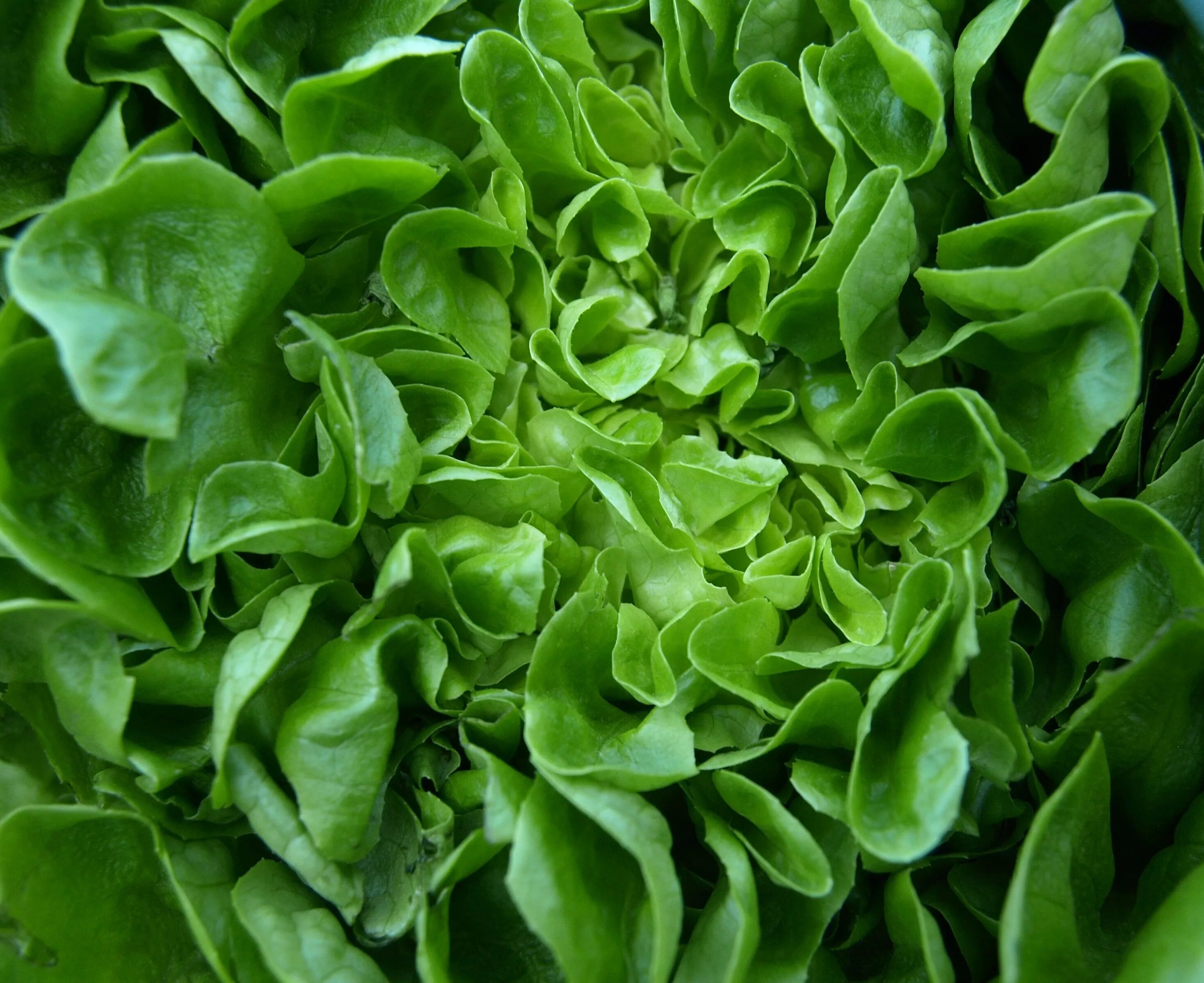 Green types. Руккола латук. Латук изумрудный. Лук латук листовой. Базилик Neapolitano lettuce.