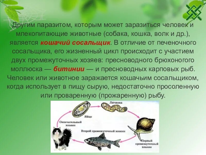 Может человек заразиться кошачьим сосальщиком. Человек может заразиться печеночным сосальщиком. Кошачий сосальщик заражение. Паразиты млекопитающих.