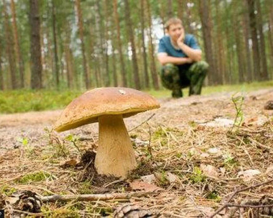 грибники в лесу. найти про грибы. что за гриб. грибы под осиной. грибник.