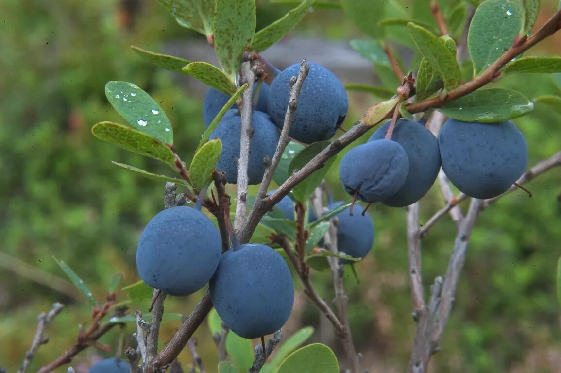 Лесная ягода гонобобель. Голубика лесная гонобобель. Можжевельник блау. Лесные ягоды черника голубика. Лесное растение с синими ягодами.