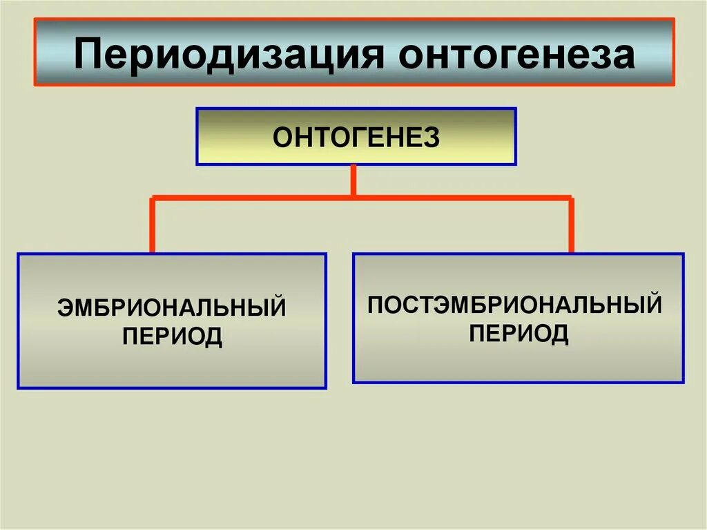 Последовательность событий онтогенеза. Периодизация онтогенеза. Периоды онтогенеза таблица. Периодизация онтогенеза таблица. Онтогенез человека.