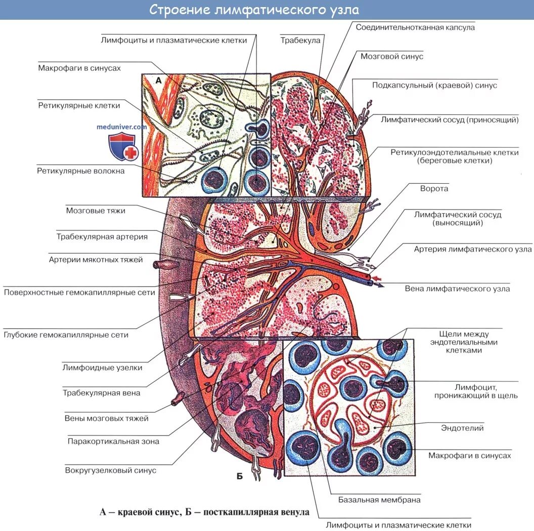 Воспаление всех вен латынь. Строение лимфатического сосуда и лимфатического узла. Строение лимфатического узла анатомия. Затылочные лимфатические узлы латынь. Лимфатический узел гистология схема.