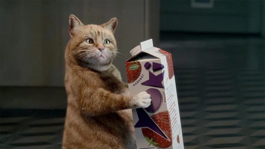 Включи живой том. Реклама с котиками. Кот в пакете. Котик из рекламы. Реклама кот молоко.