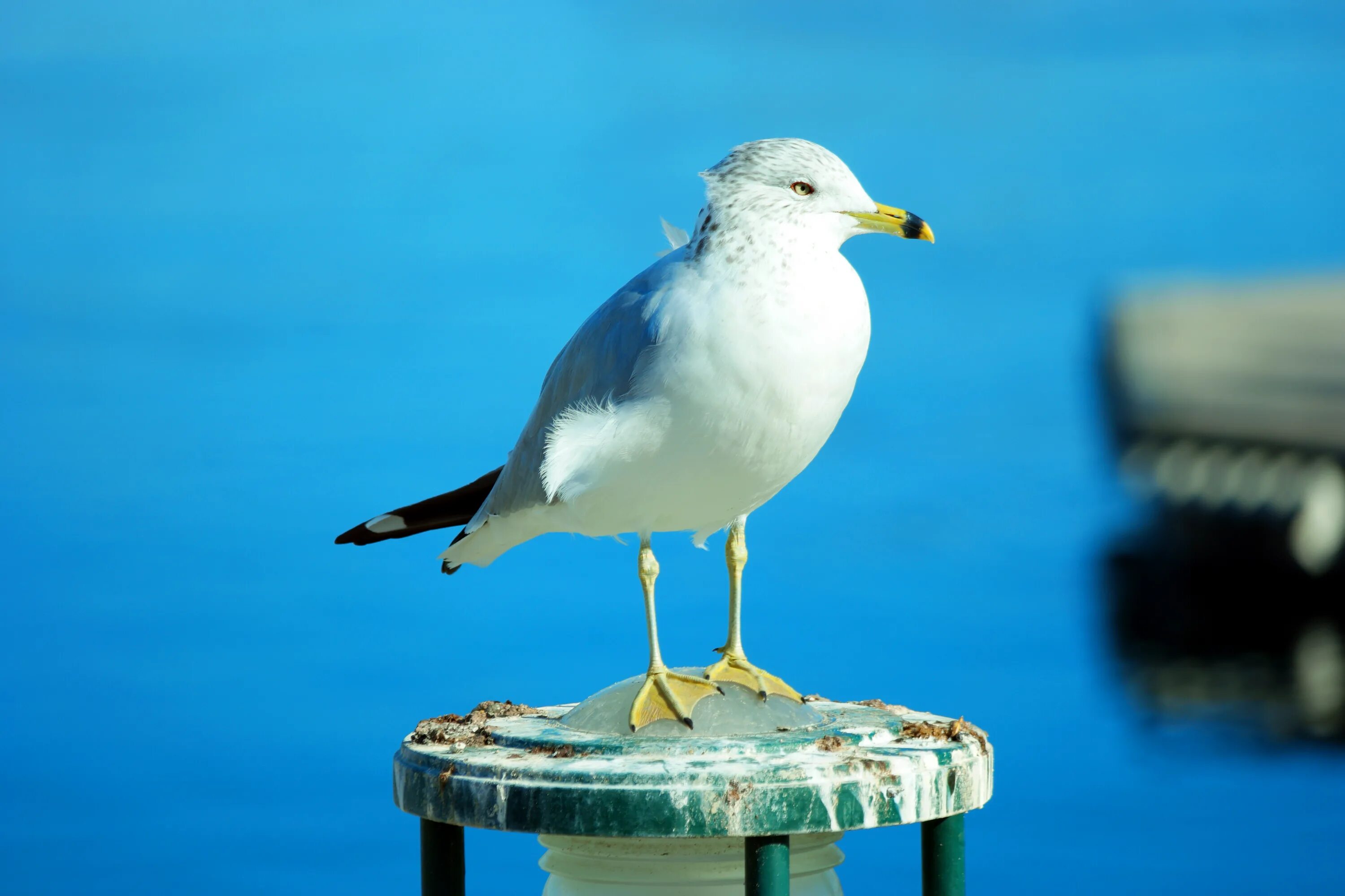 Чайка субтропики. Чайка Seagull. Чайка красивая. Птахи Чайка.