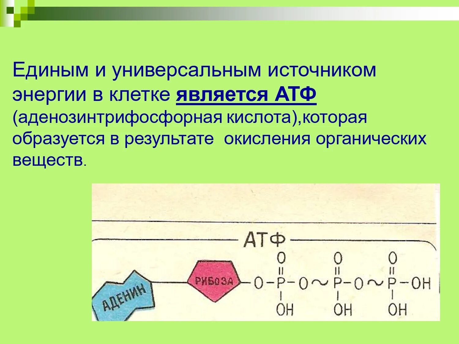 Источником энергии для жизни организмов является. Универспльнвм источникомэнергии в клеьке является.