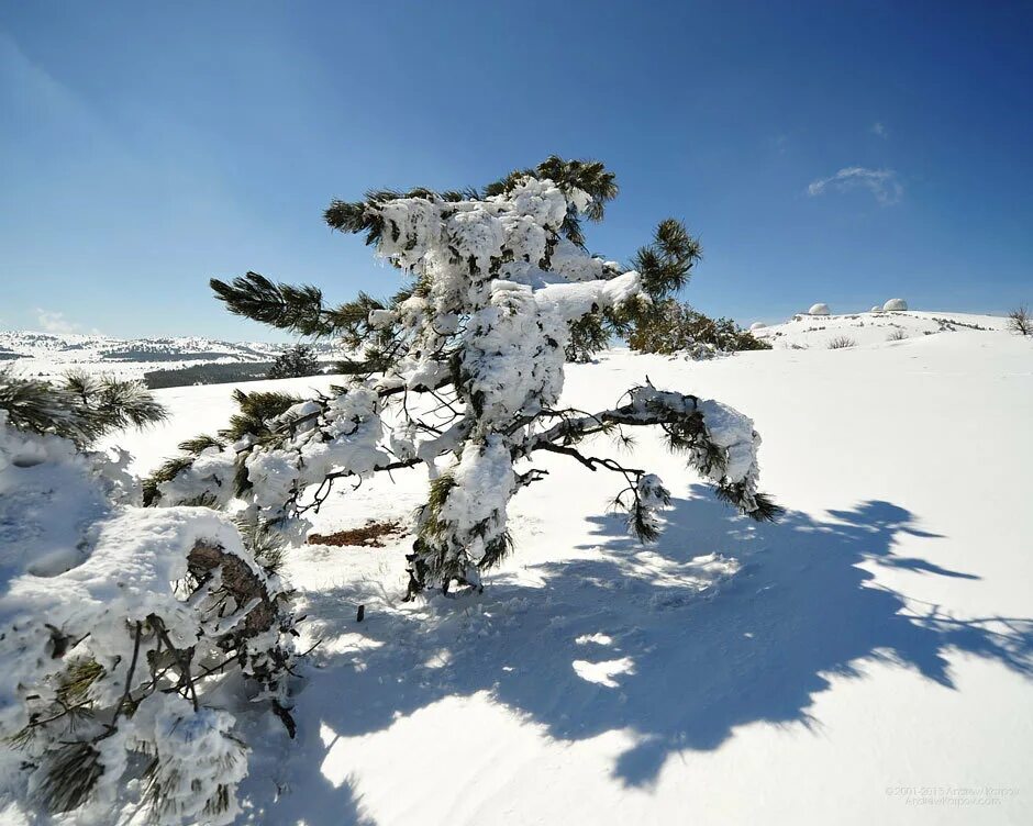 любимовка крым зима. сосна демерджи даниил коржонов. снег в крыму. зимний крым море. крымские сосны даниил коржонов.