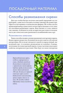 Сколько плодоносит сирень