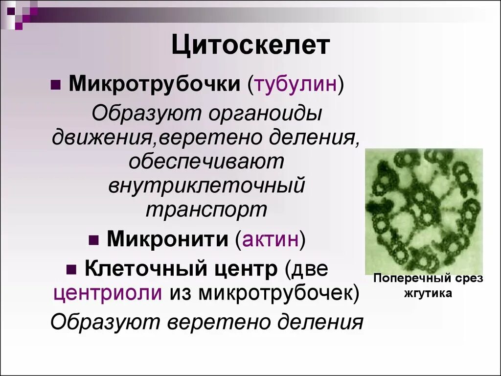 Цитоскелет клетки какой органоид