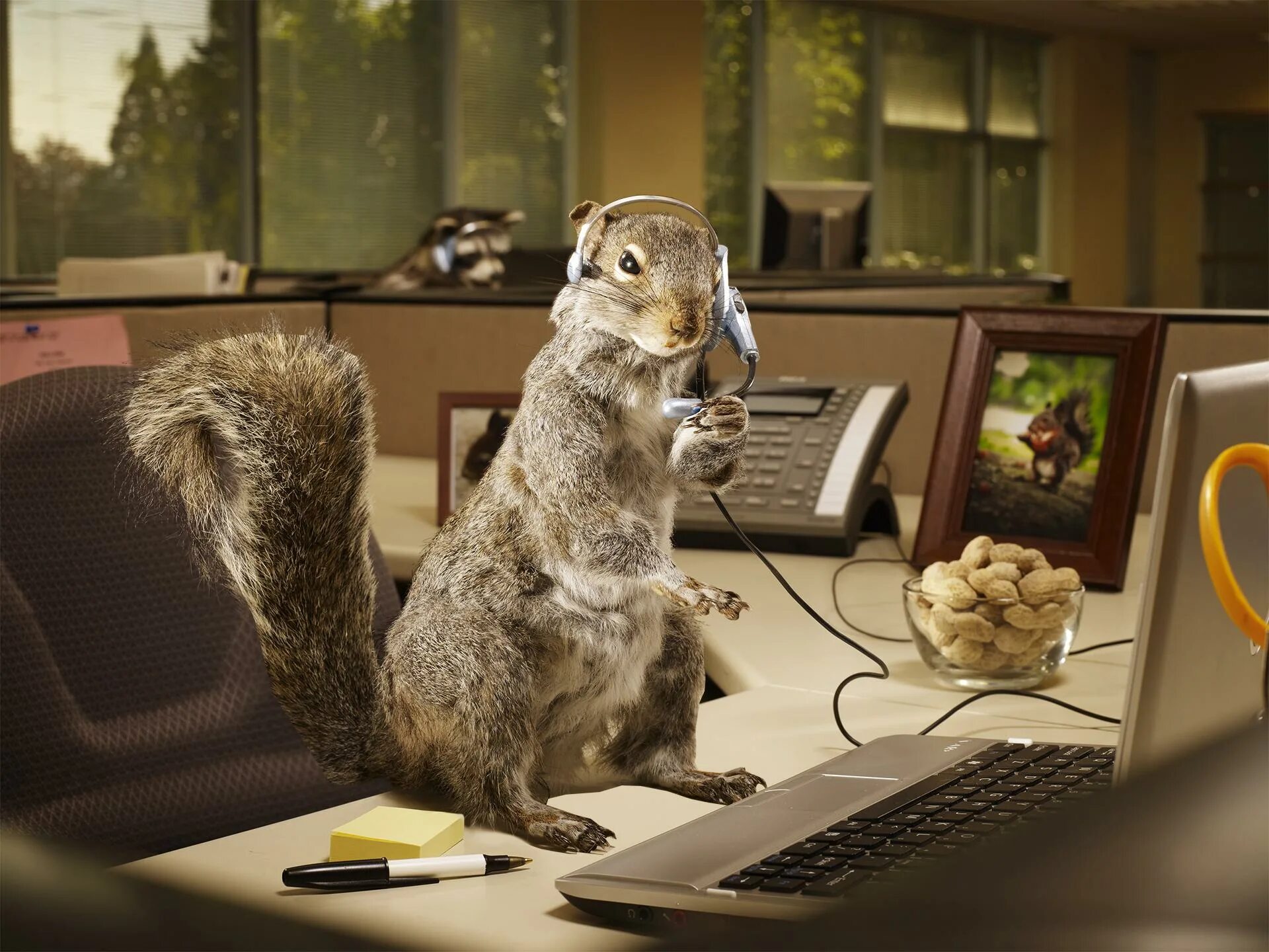 Звери на работе. Фотографирование диких животных. Заяц за компьютером. Зверюшки в офисе. Фотограф диких животных.