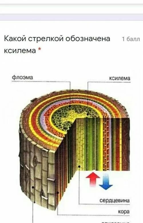 Ксилема флоэма камбий. Ксилема флоэма камбий функции. Ксилема и флоэма у дерева. Строение стебля Ксилема и флоэма. Флоэма органические вещества