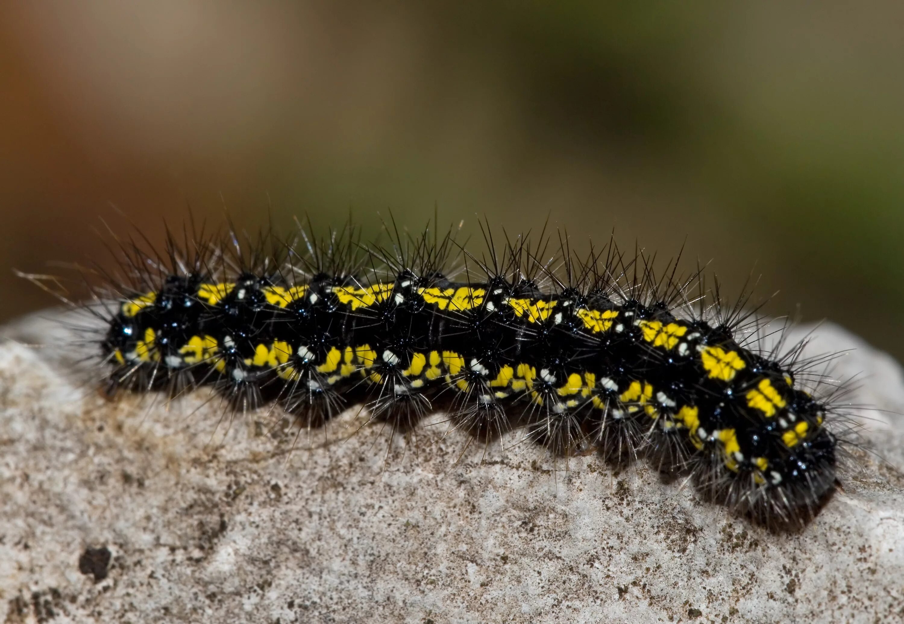 Гусеница black swallowtail. Gnophria rubricollis гусеница. Гусеница бабочки махаон. Бело желтая гусеница. Желто черная гусеница.