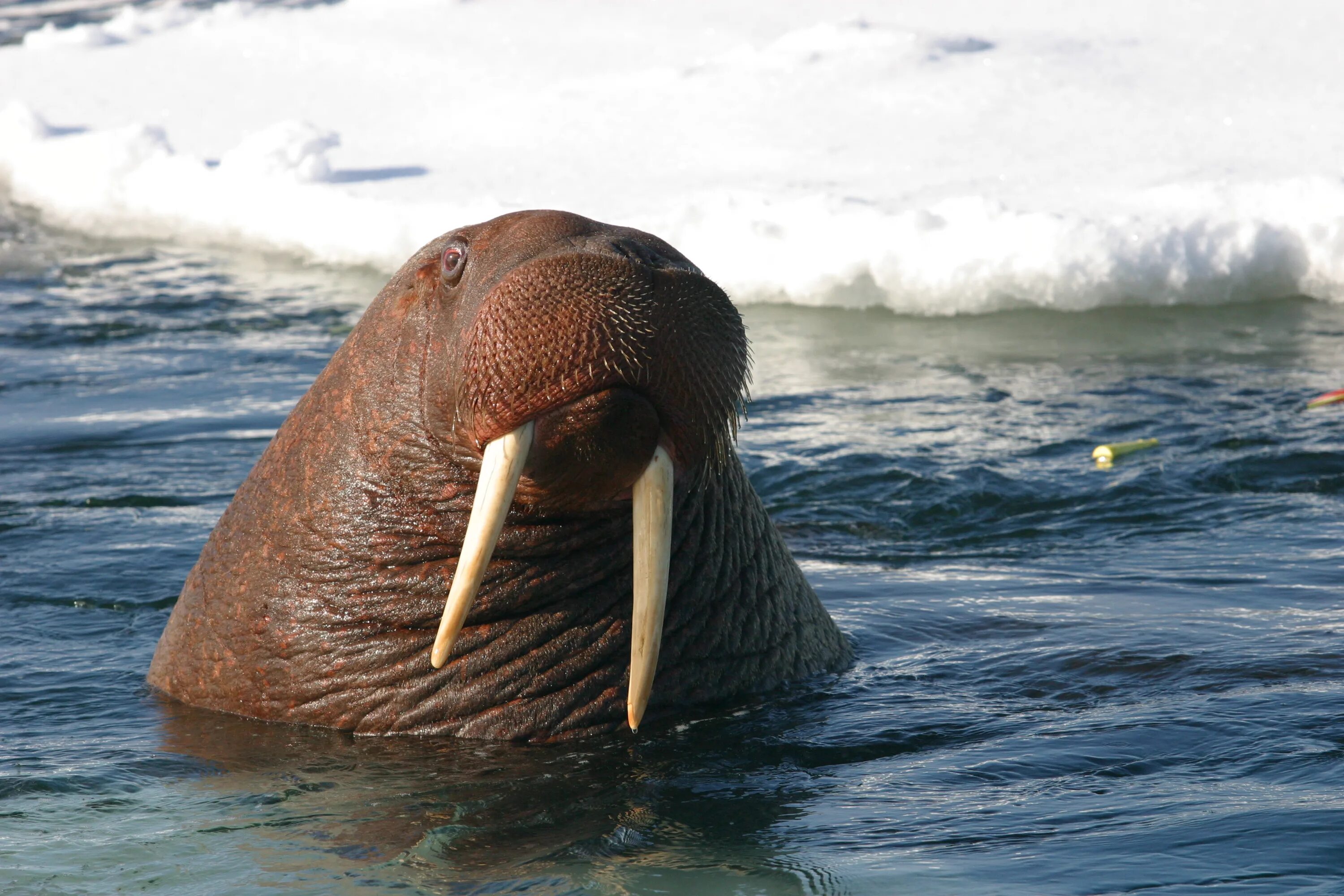 Тихоокеанский морж (Odobenus rosmarus divergens). Морж Лаптевский подвид. Гренландский морж.